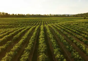 Agricultural Farms